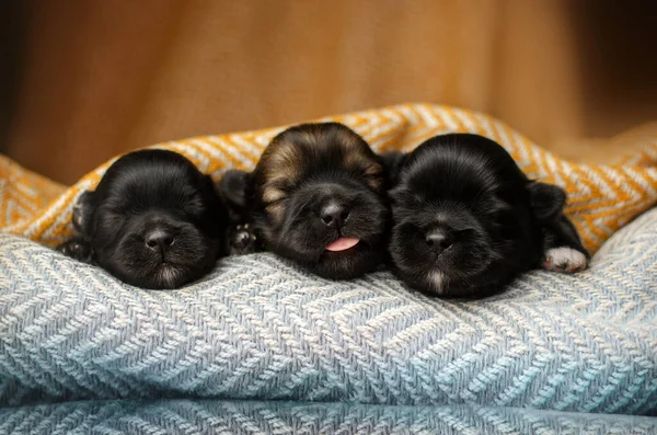 Parlak Arka Planda Küçük Yavru Köpeklerin Yeni Doğan Fotoğraf Seansı — Stok fotoğraf