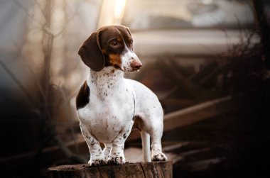 Bir Peibald Dachshund köpeğinin güzel bir portresi sihirli bir ışık günbatımının arka planında