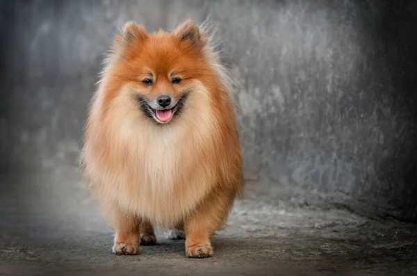 Όμορφο Πορτρέτο Ενός Κόκκινου Σκυλιού Σπιτζ — Φωτογραφία Αρχείου
