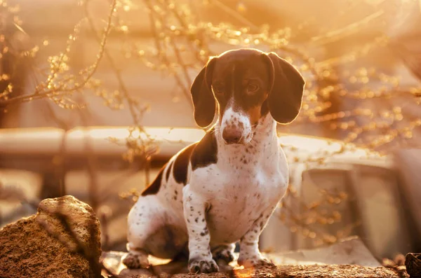Ένα Όμορφο Πορτρέτο Ενός Σκύλου Peibald Dachshund Στο Φόντο Ενός — Φωτογραφία Αρχείου