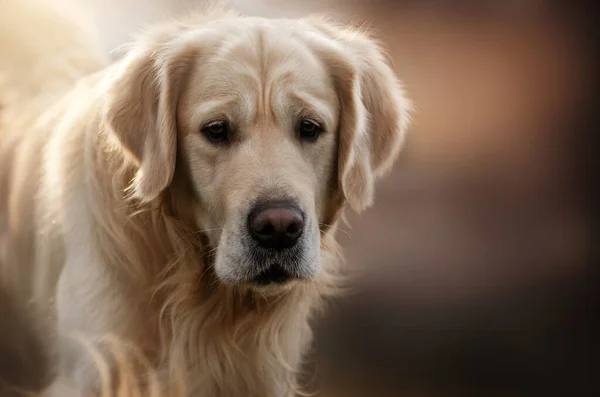 Schönes Porträt Eines Golden Retriever Hundes — Stockfoto