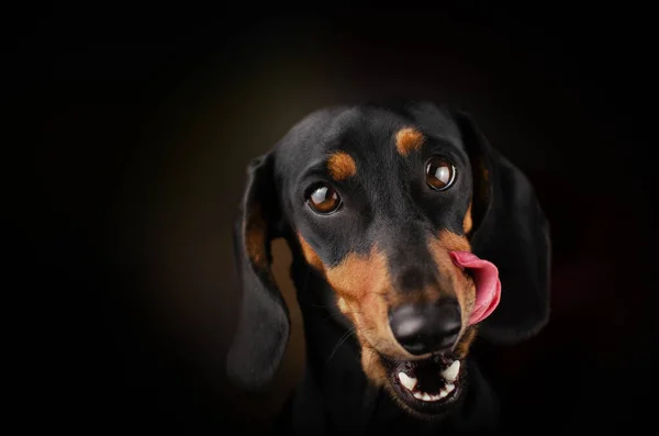 ダックスフンド犬の可愛い肖像画暗い背景でクリック — ストック写真