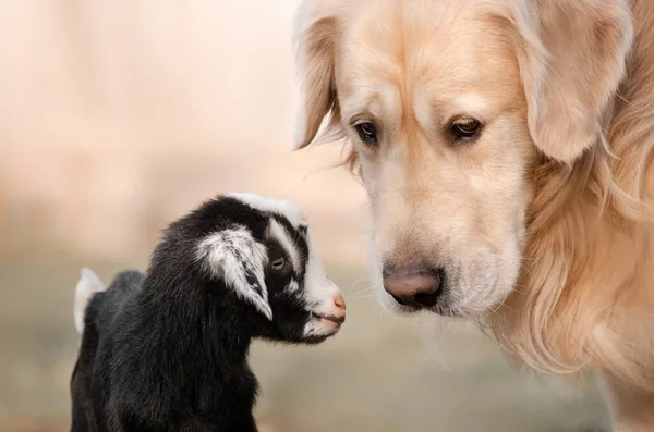 Lindo Retrato Dos Amigos Golden Retriever Bebé Cabra —  Fotos de Stock