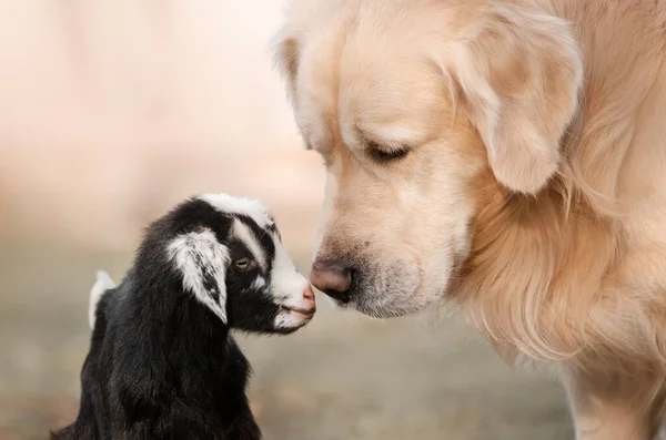 两个朋友金毛猎犬和山羊宝宝的可爱肖像 — 图库照片