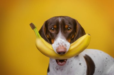 Stüdyodaki bir köpeğin fotoğrafı, sarı arka planda muzlu bir köpek, evcil bir hayvanın komik bir fotoğrafı.