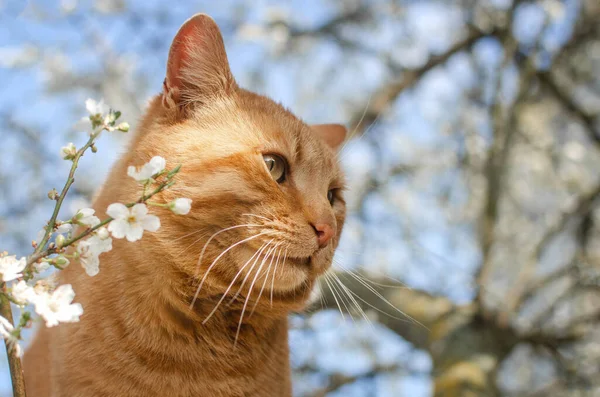 Rode Kat Buiten Foto Van Huisdieren Natuur — Stockfoto