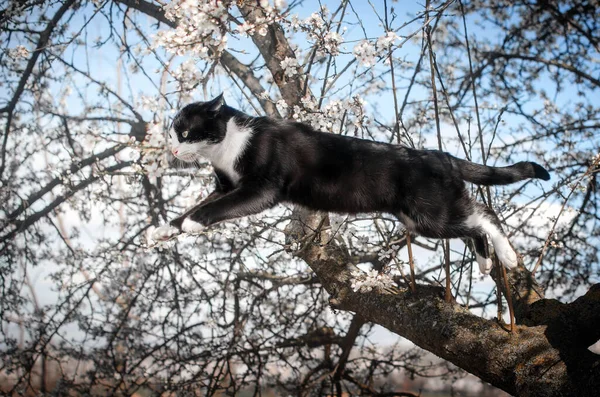 Zwart Wit Kat Buiten Foto Van Huisdieren Natuur — Stockfoto