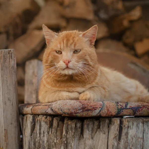 Rode Kat Buiten Foto Van Huisdieren Natuur — Stockfoto