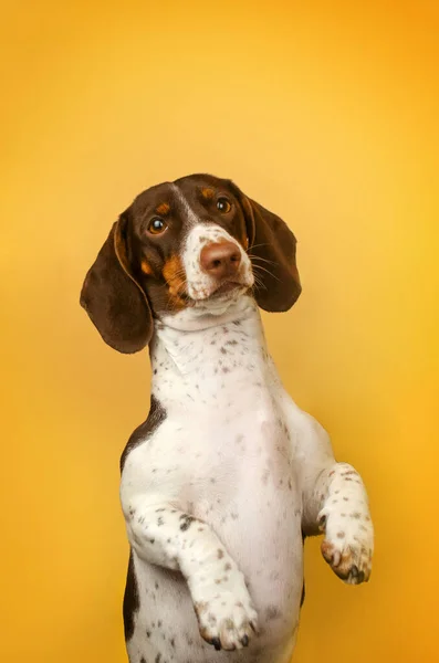 Μια Φωτογραφία Ενός Σκύλου Στο Στούντιο Ενός Καραφλού Dachshund Κίτρινο — Φωτογραφία Αρχείου