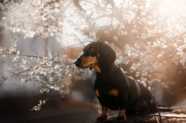 Весенний Портрет Собаки Таксы Цветах Прогулке — стоковое фото