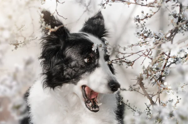 Fronteira Collie Cão Primavera Retrato Animal Estimação Flores Passeio — Fotografia de Stock