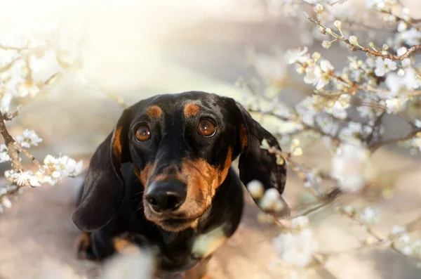 Dachshund Köpeği Bahar Portresi Çiçekli Bir Evcil Hayvan — Stok fotoğraf