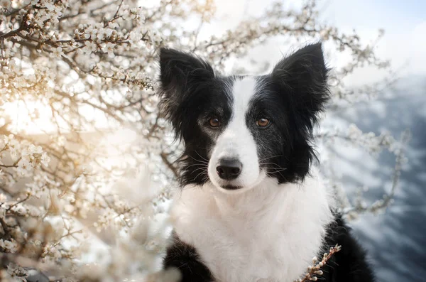 Пограничный Колли Собака Весенний Портрет Домашнего Животного Цветах Прогулке — стоковое фото