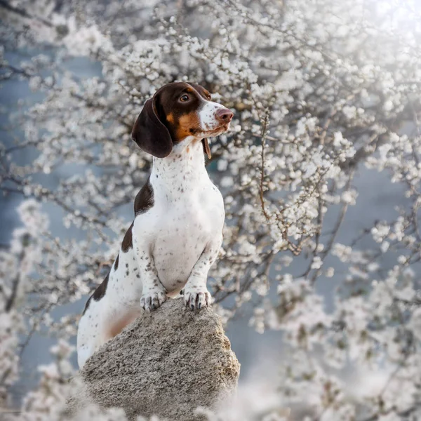 Piebald Dachshund Retrato Primavera Una Mascota Paseo — Foto de Stock