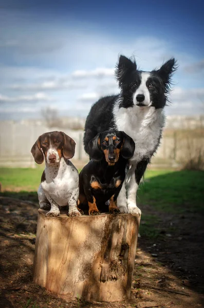 Spring Portrait Three Border Collie Dog Friends Two Dachshunds — Stock Photo, Image