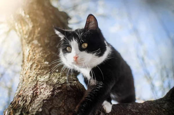 Zwart Wit Kat Buiten Foto Van Huisdieren Natuur — Stockfoto