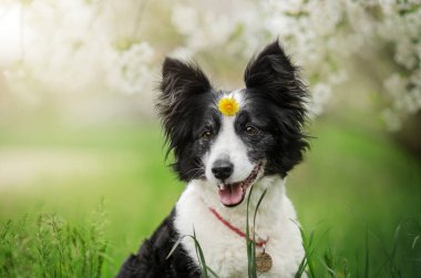 Sınırda bir çoban köpeği çiçek açmış bir ağacın üzerinde oturuyor. Bir köpeğin bahar fotoğrafı.