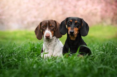 Köpek dachshund yeşil çimlerin üzerinde yürüyor ve evcil hayvan