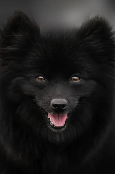 Πορτρέτο Ενός Μαύρου Σπιτζ Μια Απίστευτη Φωτογραφία Ενός Σκύλου — Φωτογραφία Αρχείου