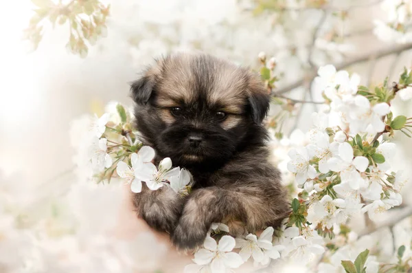 Маленький Щенок Цветах Цветущей Весенней Елки Фото Собаки — стоковое фото