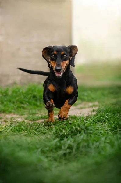 Σκύλος Dachshund Περπάτημα Πράσινο Γρασίδι Άνοιξη Και Κατοικίδιο Ζώο — Φωτογραφία Αρχείου