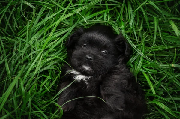 Маленькие Щенки Ходят Зеленой Траве Портрет Собаки — стоковое фото