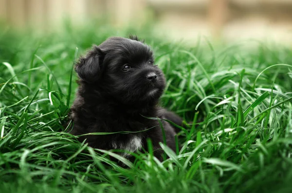 Küçük Yavrular Yeşil Çimlerin Üzerinde Yürüyorlar Bir Köpeğin Portresi — Stok fotoğraf