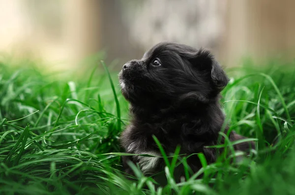 Küçük Yavrular Yeşil Çimlerin Üzerinde Yürüyorlar Bir Köpeğin Portresi — Stok fotoğraf