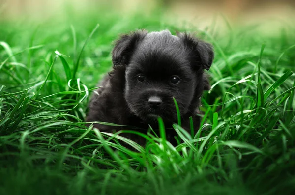 Pequenos Cachorros Estão Andando Retrato Grama Verde Cão — Fotografia de Stock
