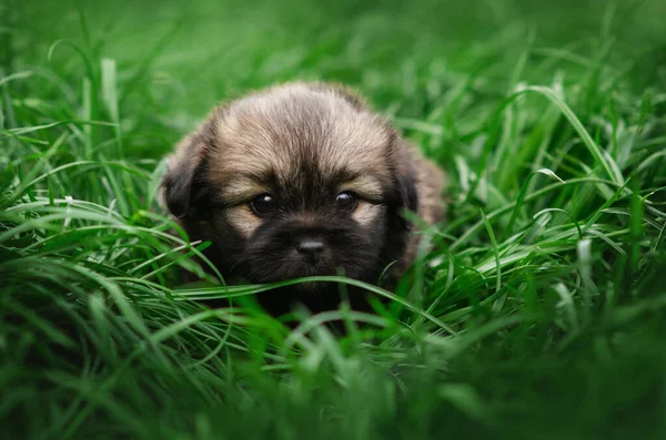 Pequenos Cachorros Estão Andando Retrato Grama Verde Cão — Fotografia de Stock