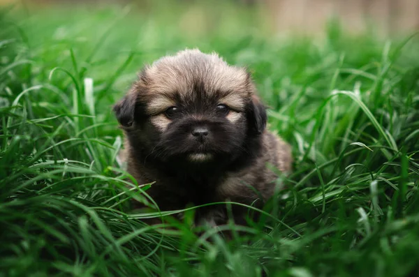 Małe Szczeniaki Spacerują Zielonej Trawie Portret Psa — Zdjęcie stockowe