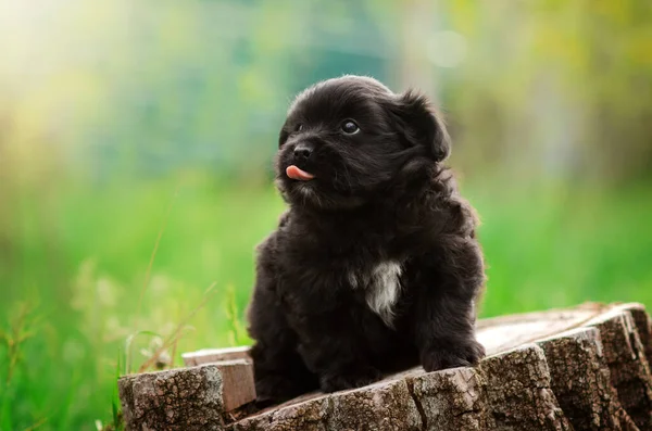 Μικρό Κουτάβι Κάθεται Ένα Κούτσουρο Στη Φύση Πορτρέτο Ενός Σκύλου — Φωτογραφία Αρχείου