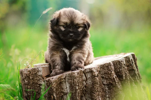Small Puppy Sitting Stump Nature Portrait Dog — Stock Photo, Image