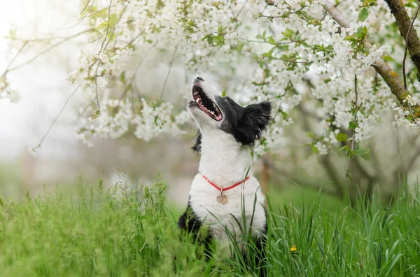 Een Border Collie Hond Zit Bloemen Van Een Bloeiende Boom — Stockfoto