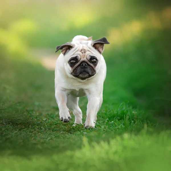 Perro Pug Pasear Sobre Hierba Verde Primavera Mascota —  Fotos de Stock