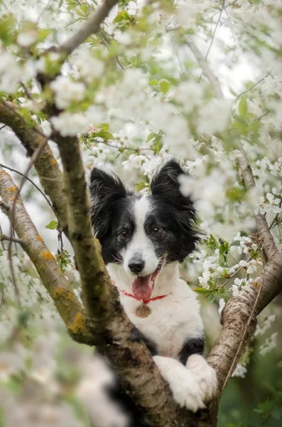 Ένα Συνοριακό Σκυλί Κόλεϊ Κάθεται Στα Λουλούδια Ενός Ανθισμένου Δέντρου — Φωτογραφία Αρχείου