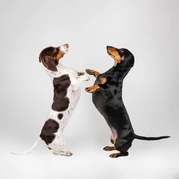 Beyaz Arka Planda Dans Eden Bir Köpekle Ilgili Komik Bir — Stok fotoğraf