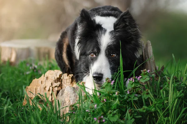 Gräns Collie Hund Promenader Grönt Gräs Våren Och Husdjur — Stockfoto