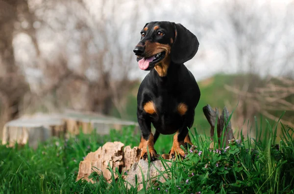 Hund Taxar Promenader Grönt Gräs Våren Och Husdjur — Stockfoto