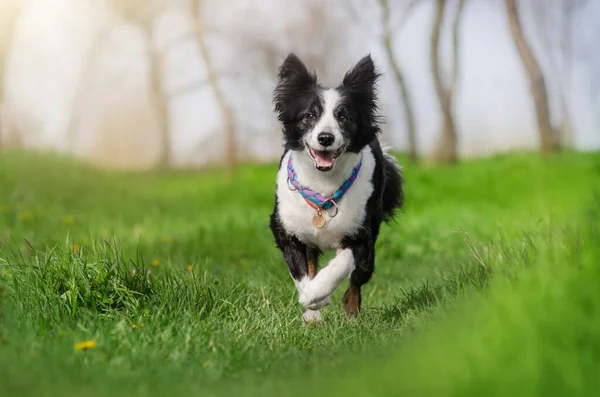 Собака Колли Гуляет Зеленой Траве Весной Домашним Животным — стоковое фото