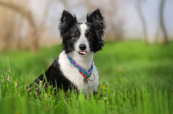 Собака Колли Гуляет Зеленой Траве Весной Домашним Животным — стоковое фото