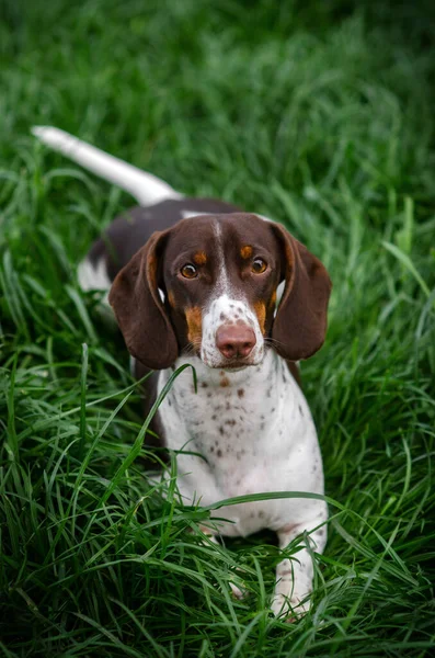 Hund Taxar Promenader Grönt Gräs Våren Och Husdjur — Stockfoto
