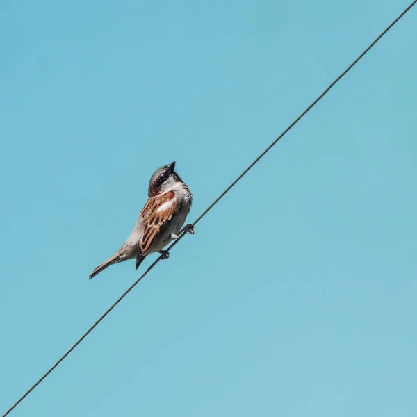 Bird Sparrow Background Blue Sky — Stock Photo, Image