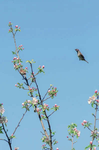 Bird Sparrow Background Blue Sky — Stock Photo, Image