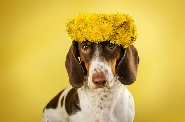 Αστεία Φωτογραφία Ενός Dachshund Σκύλου Πικραλίδα Κίτρινο Φόντο — Φωτογραφία Αρχείου