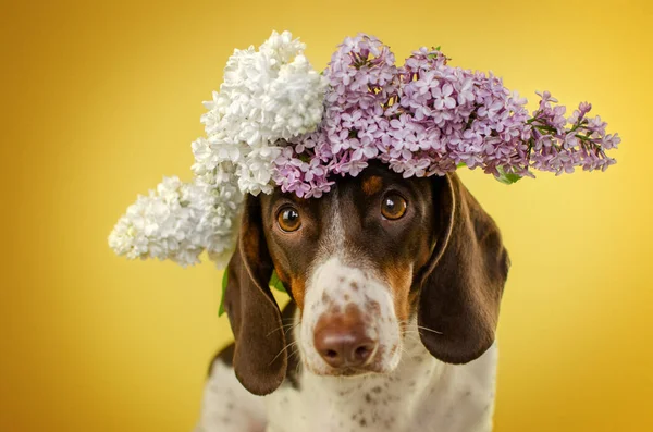 Lustiges Foto Eines Dackelhundes Mit Blumen Auf Gelbem Hintergrund — Stockfoto