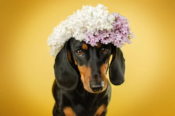 黄色い背景に花のついたダックスフンドの犬の面白い写真 — ストック写真