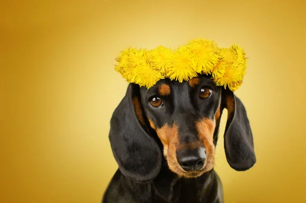 Funny Photo Dachshund Dog Dandelion Yellow Background — Stock Photo, Image