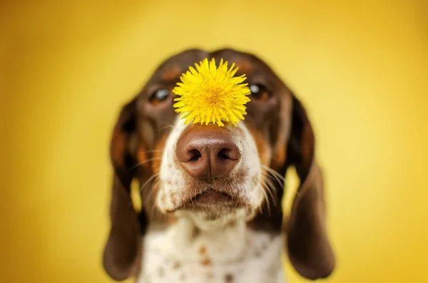 Funny Photo Dachshund Dog Dandelion Yellow Background — Stock Photo, Image