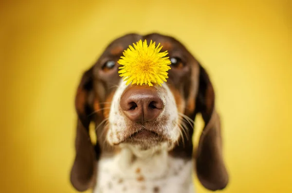 Foto Engraçada Cão Dachshund Com Dente Leão Fundo Amarelo — Fotografia de Stock